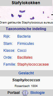 Staphylococcus%201.png